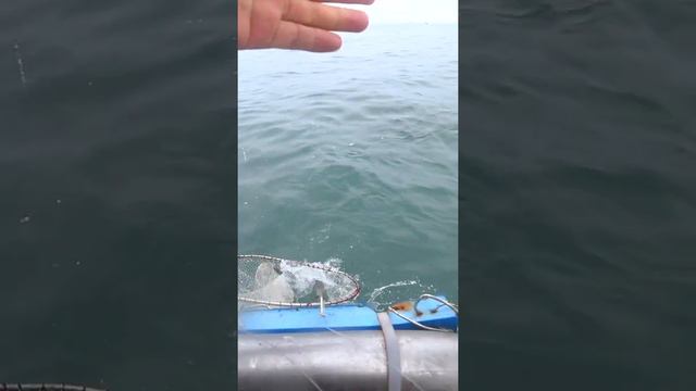 Рыбалка в открытом море, поймал много рыбы, Nice fishing.