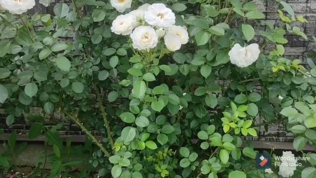 ?Роза Айсберг. ?Любуемся цветением!Описание, обрезка, подкормки. смотреть онлайн