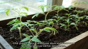 Томат Чудо лентяя