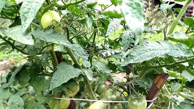 Гном КОУРОНГ РОЗОВЫЙ. Урожайный томат для открытого грунта. смотреть онлайн