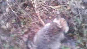 ЕНОТ прикидывается мертвым))