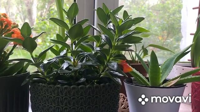 ?Комнатные растения? на подоконниках цветут и пахнут?