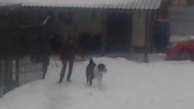 среднеазиатская овчарка