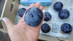 Слива Фріар, 30.09.2021.