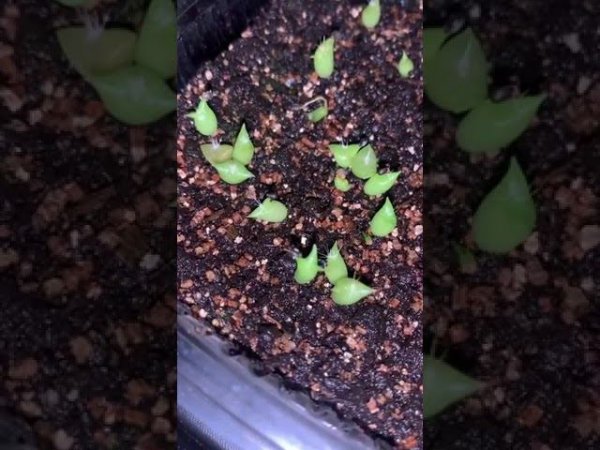 Кактусы из семян.