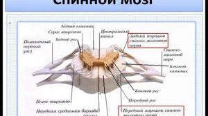 Спинной мозг. Внешнее строение. (Ч.1) Анатомия и физиология человека.
