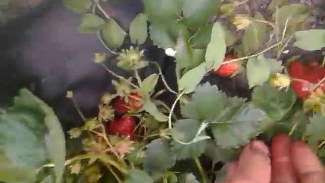 Клубника купчиха