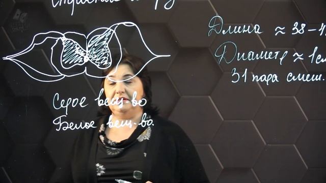 Строение и функции отделов центральной нервной системы. Спинной мозг. 7 класс.