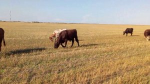 Выгодно - ли держать коров?Как заработать на молоке и на мясе?.Моё мнение,мои выводы