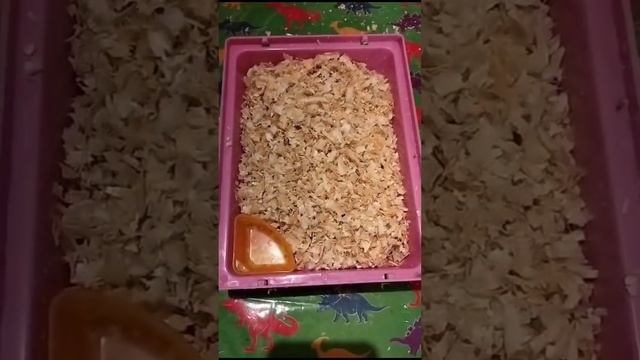 Как чистить клетку?#чисткахомяка #хомяк #хома Моем хомяка