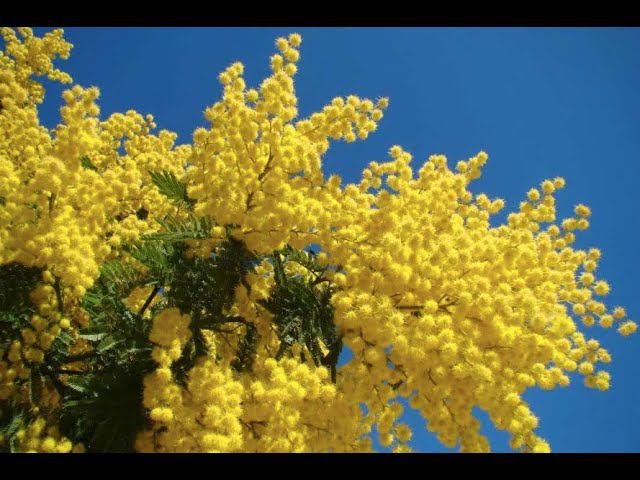 День мимозы смотреть онлайн