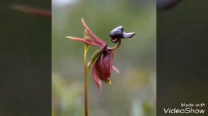 САМЫЕ НЕОБЫЧНЫЕ РАСТЕНИЯ НАШЕЙ ПЛАНЕТЫ!