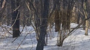 ?344? Весна ? март лес  ?  ? ? ?весеннее небо ?  ? ⛅️