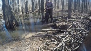 Охота (траппинг) бобра капканами в Америке.