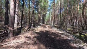 Экотропа Заповедный лес 05