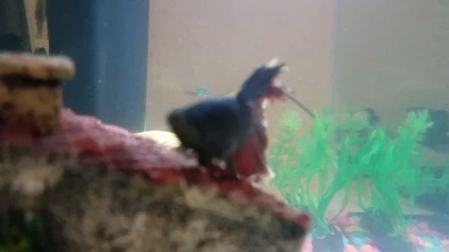 The best betta fish in the world смотреть онлайн