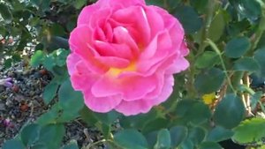 Rose Lilian Austin English.mov