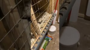 Как мы удобно сделали для перепелов клетки.) вентиляция в птичнике и сколько весит яйцо у перепёлки