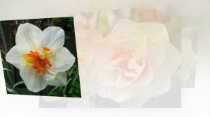 Narcissus Flower Drift, The Best Daffodil