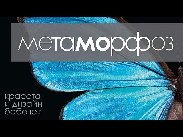 МЕТАМОРФОЗ - Красота и дизайн бабочек