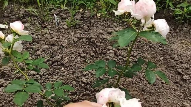 Насыщенное цветение нескольких сортов. Саженцы из 