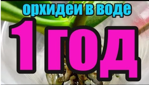???Орхидеи в воде спустя 12 месяца. Часть 12 Orchids in water after 12 months..mp4