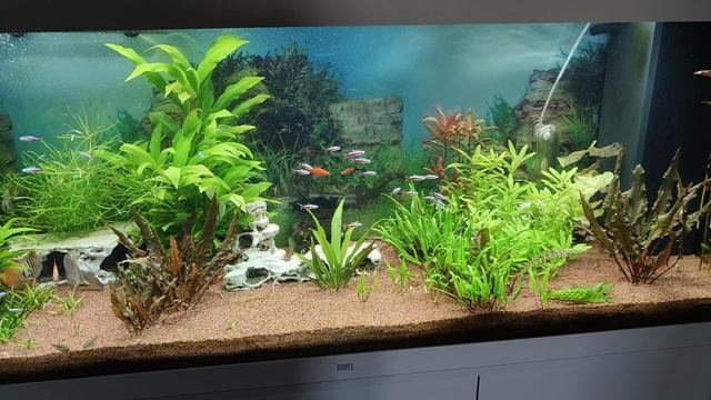 Аквариумы Кельвина видео обзор Juwel Rio 450! 4K качество ролика! смотреть онлайн