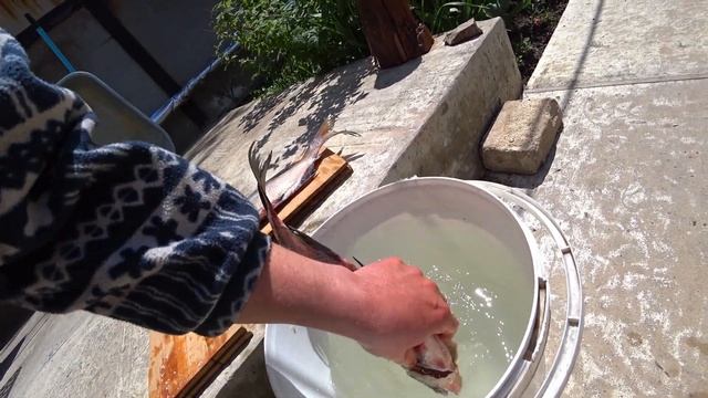 ЛЕЩ ЛУЧШИЙ В МИРЕ РЕЦЕПТ ЗАСОЛА! КАК ПРАВИЛЬНО И ВКУСНО СОЛИТЬ СУХИМ ПОСОЛОМ ЛЮБУЮ РЫБУ