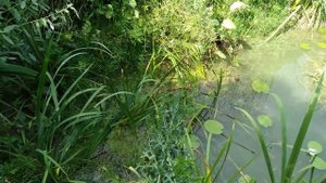 Плавающие острова из лозы и как очищается вода в натуральном глиняном пруду