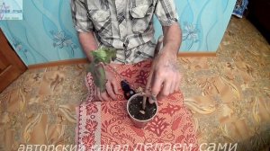 Выращивание винограда и как ухаживать за саженцами весной. Как часто поливать виноград.
