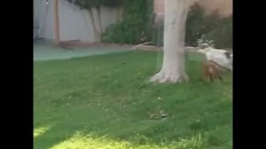 10 САМЫХ ОПАСНЫХ ПОРОД КОШЕК в Мире