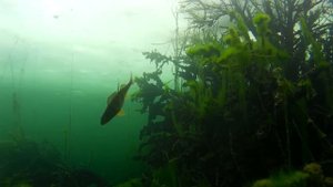 Как ловить рыбу на снасть Балда + подводные съемки(ловля на жерлицу) My fishing