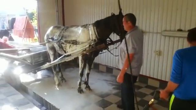 Конь на автомойке!!!)))