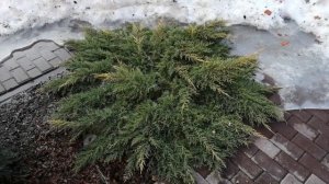 РАЗМОРОЗКА МОЖЖЕВЕЛЬНИКА ГОЛД СТАР !!!