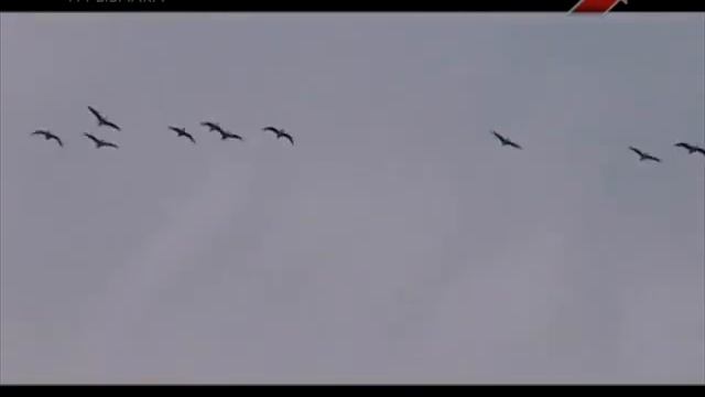 Охота и рыбалка ОСОБЕННОСТИ ОХОТЫ НА РУСИ 2015,04,17 смотреть онлайн