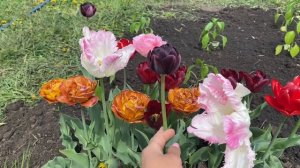 #4 Сорта тюльпанов 2023 Abba Dream,Black Hero,Shiun,Miss Elegance),Uncle Tom и другие