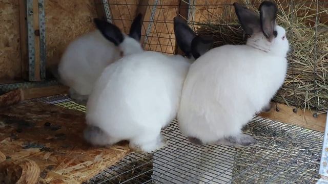 Калифорнийский кролик - особенности породы смотреть онлайн