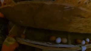 КАК УЕХАТЬ ОТ КУР НА НЕДЕЛЮ | СОВРЕМЕННЫЙ АВТОМАТИЗИРОВАННЫЙ КУРЯТНИК | ПТИЧНИК