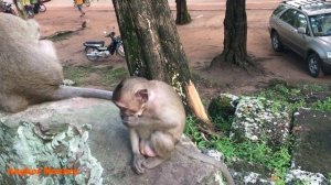 Funny baby monkey can't stay in place when Alpha tries to mate with his mummy