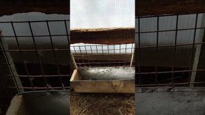 Результат кормления кроликов резанным сеном