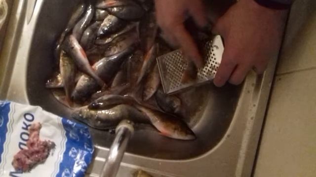 Методы очистки окуня от чешуи (луски). Рекомендации Александра Холодова