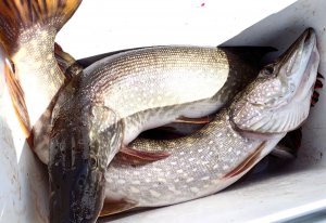 Незацепляйка Rapala Minnow Spoon.Щуки в восторге
