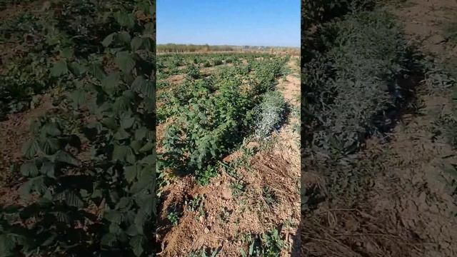 20.10.2023 Малина Полька смотреть онлайн