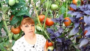 А вы знали, что УРОЖАЙНОСТЬ ТОМАТОВ зависит ОТ их СОСЕДЕЙ !!!