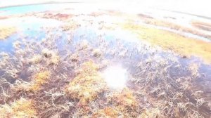 Не реальные ощущения езды по болоту на тингере, тингер скаут рулит, охота, рыбалка, удовольствие