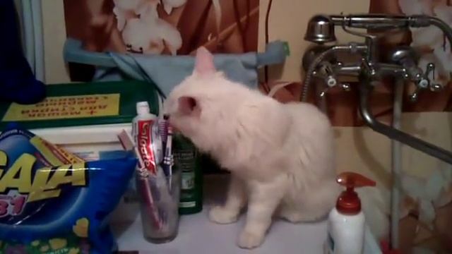 Прикол Кот мойдодыр чистит зубы! смотреть онлайн