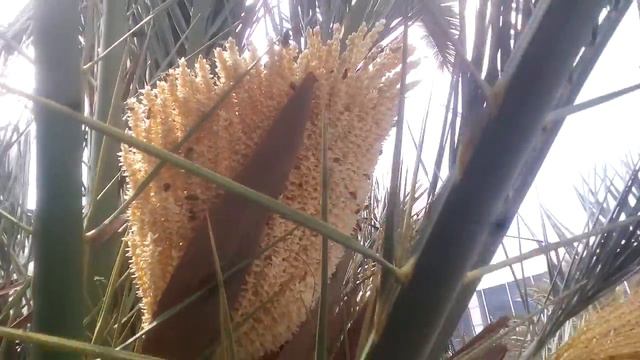 мексиканский мёд с пальмы. мехико2017 смотреть онлайн