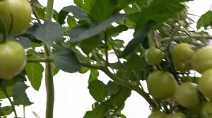 Обзор томата очарование на 21.08.23г.