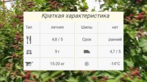 ЕЖЕВИКА НАТЧЕЗ - РАННИЙ сорт БЕЗ ШИПОВ. КРУПНАЯ ЯГОДА. ОПИСАНИЕ СОРТА Natchez, характеристики ОТЗЫВ