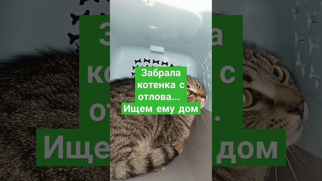 Котенок бездомыш едет в приют. Зовут Медок. Усыновляйте! Петербург